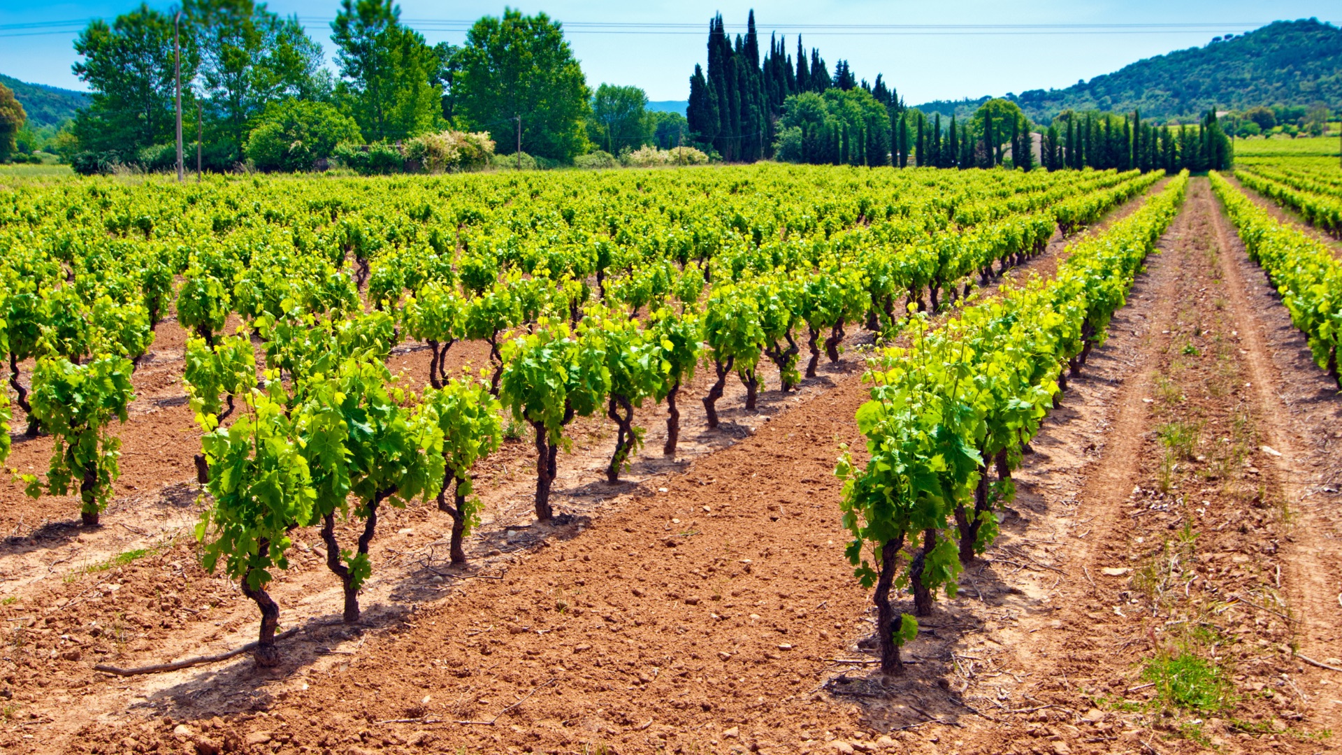 Vignoble provençal bordé de cyprès dans l'arrière-pays